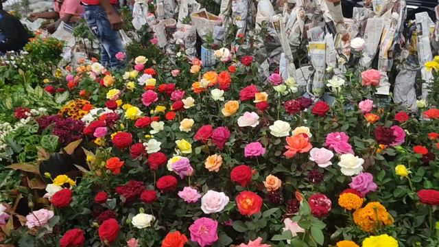 10 December Morning Galiff Street Visit | Kolkata Flower Plants Market, Rose Garbera Petunia 🌹🌸🌻🌿🌼 смотреть онлайн
