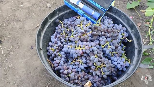 Кишмиш Юпитер. Самый универсальный сорт винограда!