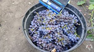 Кишмиш Юпитер. Самый универсальный сорт винограда!