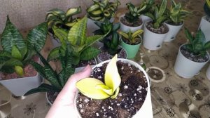 Сансевиерия Ханни богатство сорта 2