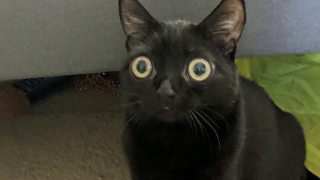 Everyone Has An Opinion About This Rescue Kitten With Big Eyes, And The Evidence Is In Front Of Us смотреть онлайн
