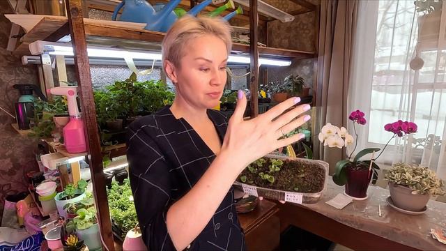 БЕГОНИЯ ИЗ СЕМЯН. Развитие рассады бегонии. смотреть онлайн