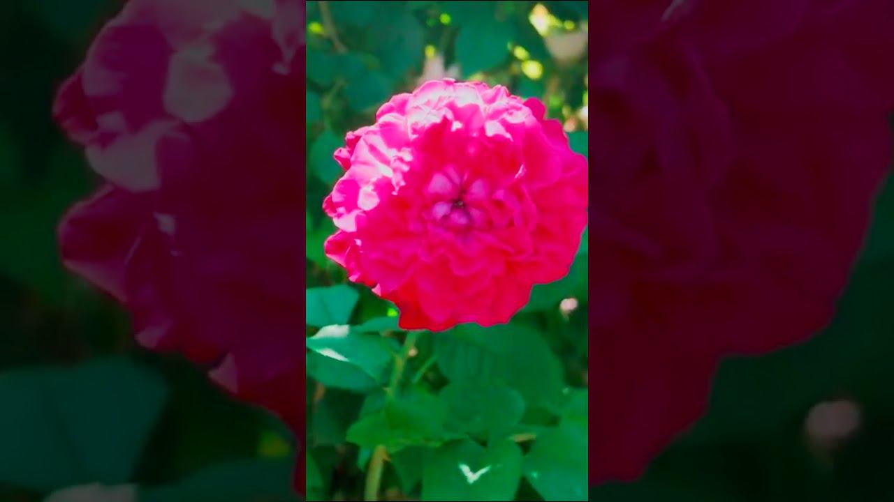 Сорт розы Вильям Шекспир 2000 William Shakespeare 2000, Уильям Шекспир 2000, AUSromeo смотреть онлайн