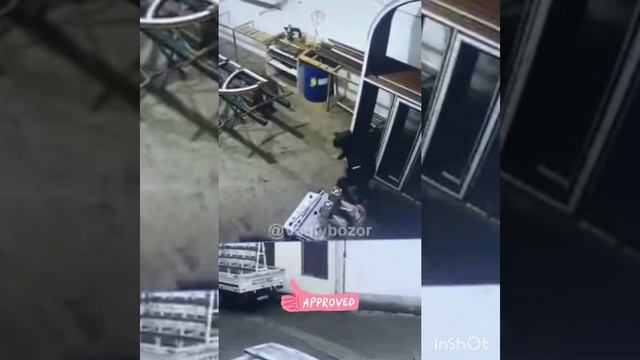 Бычок забушавал