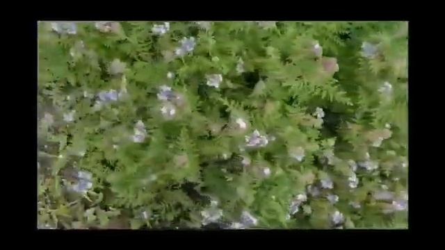 Медоносная трава фацелия и хадисы смотреть онлайн