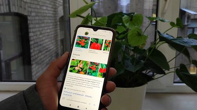 ЦВЕТЫ НА ЛЕСТНИЦЕ. КОМНАТНЫЕ РАСТЕНИЯ, КОТОРЫЕ НЕ РЕКОМЕНДУЮТ ДЕРЖАТЬ ДОМА. 0+ смотреть онлайн