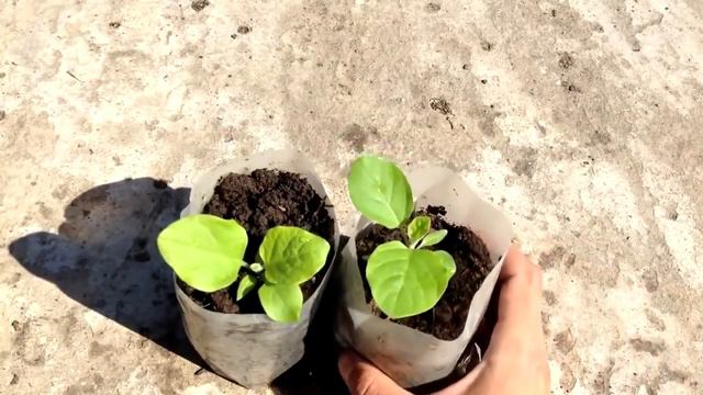 Как вырастить крепкую рассаду баклажан Тонкости выращивания рассады баклажан смотреть онлайн