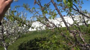 Формировка жесткой кроны алычи. абрикоса, сливы