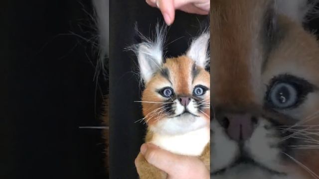Дикий котёнок ( каракал) смотреть онлайн