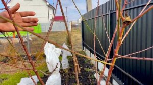 Мастер-класс по обрезке Миндаля.