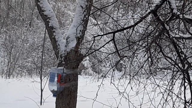 Кормушка из пластиковой бутылки прокормит много птиц смотреть онлайн