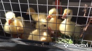 Гусята Линда готовятся к выгулу/ Чем кормим как содержим