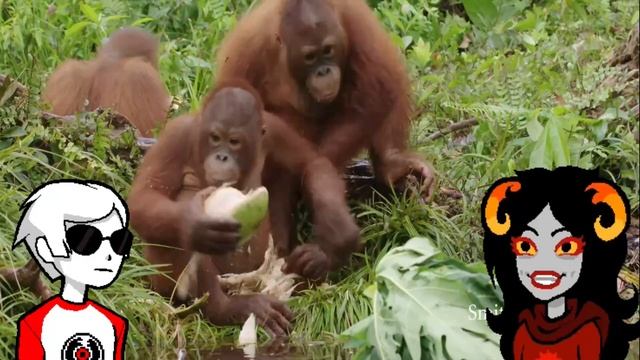Dave and Aradia React to MONKEYS! 【 Homestuck Shitpost 】 смотреть онлайн