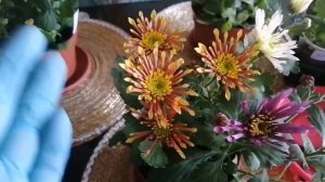 Виды хризантем. Какие хризантемы можно посадить в кашпо?