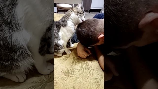 Котик облизывает хозяина смотреть онлайн