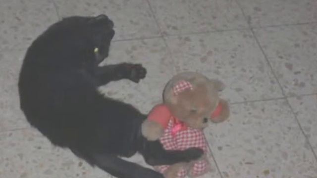 про моего кота смотреть онлайн