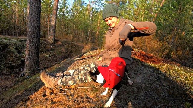 Забавная игра с бостон-терьером