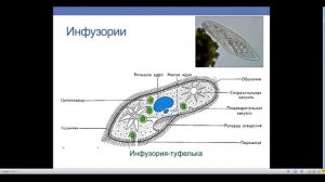Одноклеточные животные. Часть 2. Жгутиконосцы и инфузории. Значение простейших