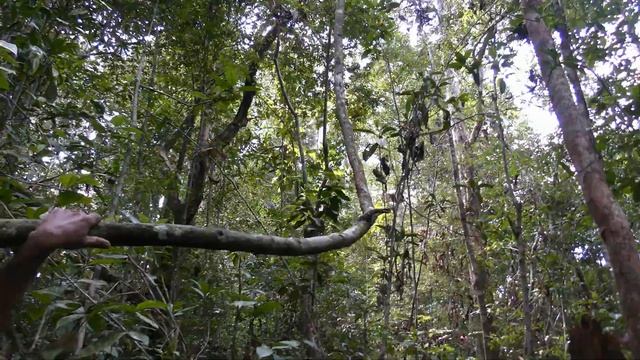 Дождевой лес Коттава - настоящие джунгли с пиявками на Шри-Ланке [№116]