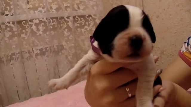 Щенок сенбернара кобель-сиреневая лента (7 дней) St. Bernard puppy male (7 days old) смотреть онлайн