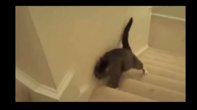 Пьяный кот поднимается по ступенькам смотреть онлайн