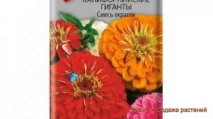 Цинния гигантский Калифорнийские Гиганты Смесь окрасок ? обзор: как сажать, семена циннии