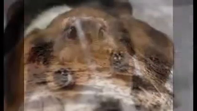 Топ 10 самых милых животных! смотреть онлайн