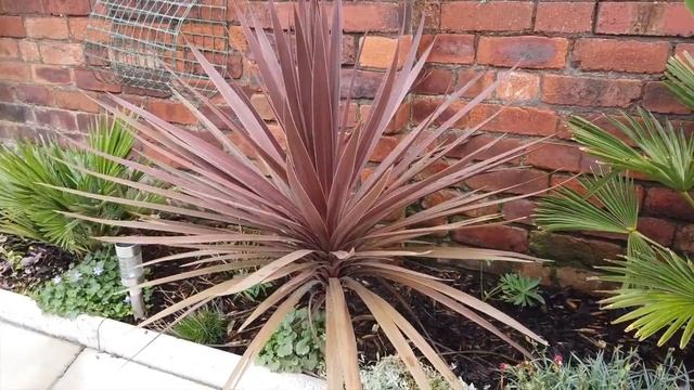 Cordyline Australis Red Star Cabbage Palm Cabbage Tree Evergreen Shrub Perennial