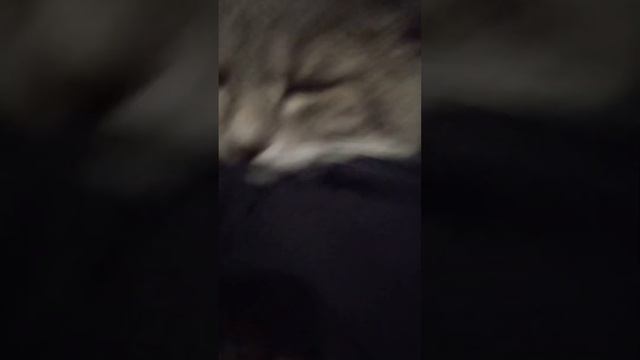 Мой кот опять кашляет смотреть онлайн