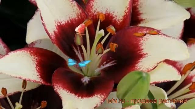 Лилия азиатская Куритиба (lilium curitiba) ? Куритиба обзор: как сажать, луковицы лилии Куритиба смотреть онлайн