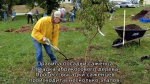 Абрикос Россиянин