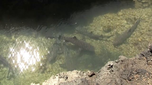 Whitetip Shark, Galapagos. Длиннокрылая акула, Галапагосы (1352sp) смотреть онлайн