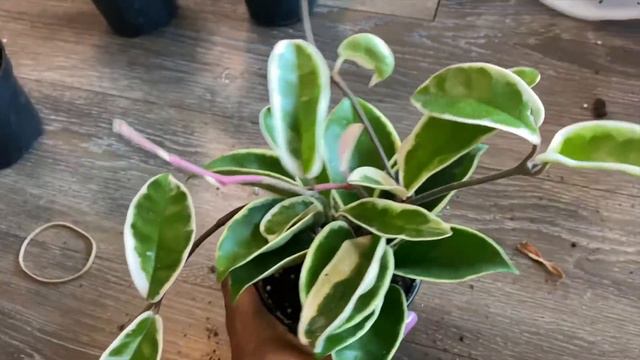 PLANT UNBOXING VIDEO: Gabriella Plants смотреть онлайн