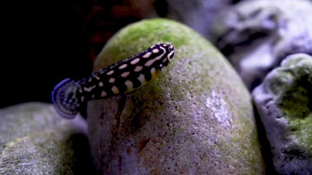 Julidochromis marlieri Magara - Tanganyika cichlid смотреть онлайн