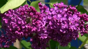 Весенняя нежность...  Francis Goya - At The Border Of Leaving - Spring tenderness