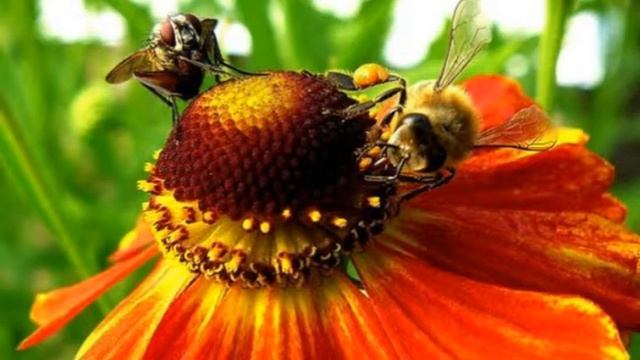 Притча Муха и Пчела читает Павел Беседин смотреть онлайн