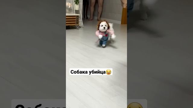 Собака убийца))) смотреть онлайн