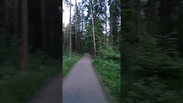 река Уча Север Подмосковья. Подмосковный лес... смотреть онлайн