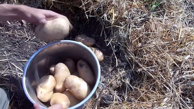Тонкости выращивания крупного картофеля смотреть онлайн