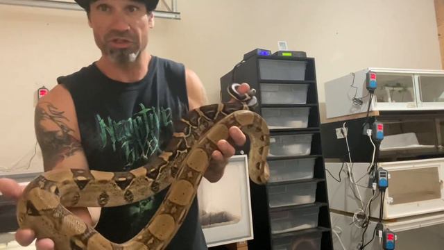 Odus the Anery BCI смотреть онлайн