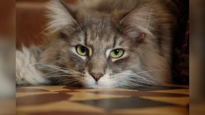 Норвежская лесная кошка: описание, характеристики, 128 фото | 101kote.ru