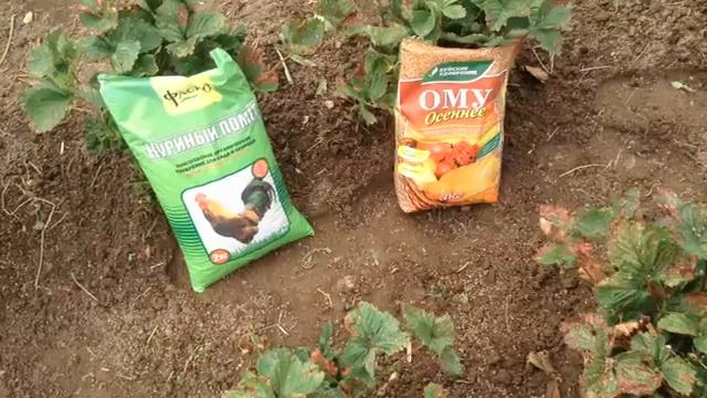 Клубника. Особенности ухода после сбора ягод.Часть 1.mp4 смотреть онлайн