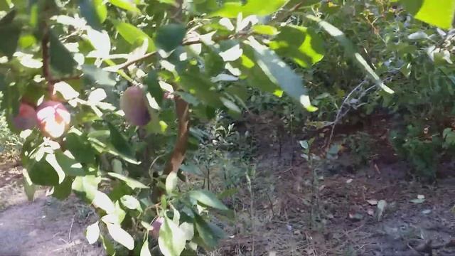 Слива сорт Исполинская (plum Gigantic). Старинные сливы с историей :) смотреть онлайн