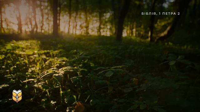 1 година Біблії для заспокоєння. Релакс під звуки природи #Біблія Сучасний переклад українською смотреть онлайн