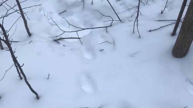 Охота зимой Закрытие сезона охоты смотреть онлайн