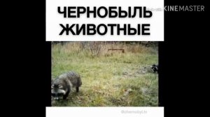 Чернобыль. Мутации животных. Ужасные вещи в Чернобыле!!!
