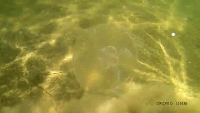 Медуза плывёт