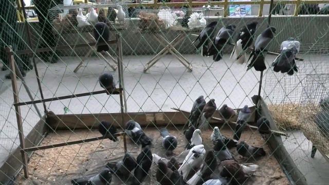 Выставка голубей Днепр 03 07 2020 часть 2 смотреть онлайн