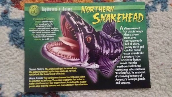 weird n' wild creatures #2 nightmares of nature