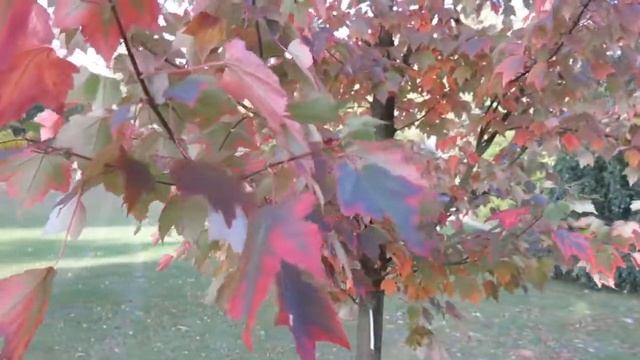 Acer rubrum 'Red Sunset' javor červený смотреть онлайн